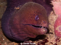 Giant Moray with 2 cleaner Shrimps taken today at Koh Sii... by Daniel Sasse 